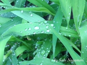 greenleaves