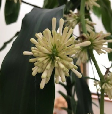 ドラセナ 幸福の木 の開花